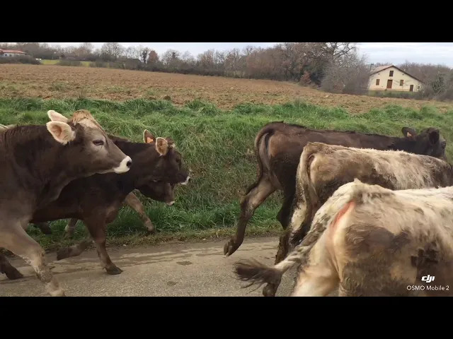 vaches
