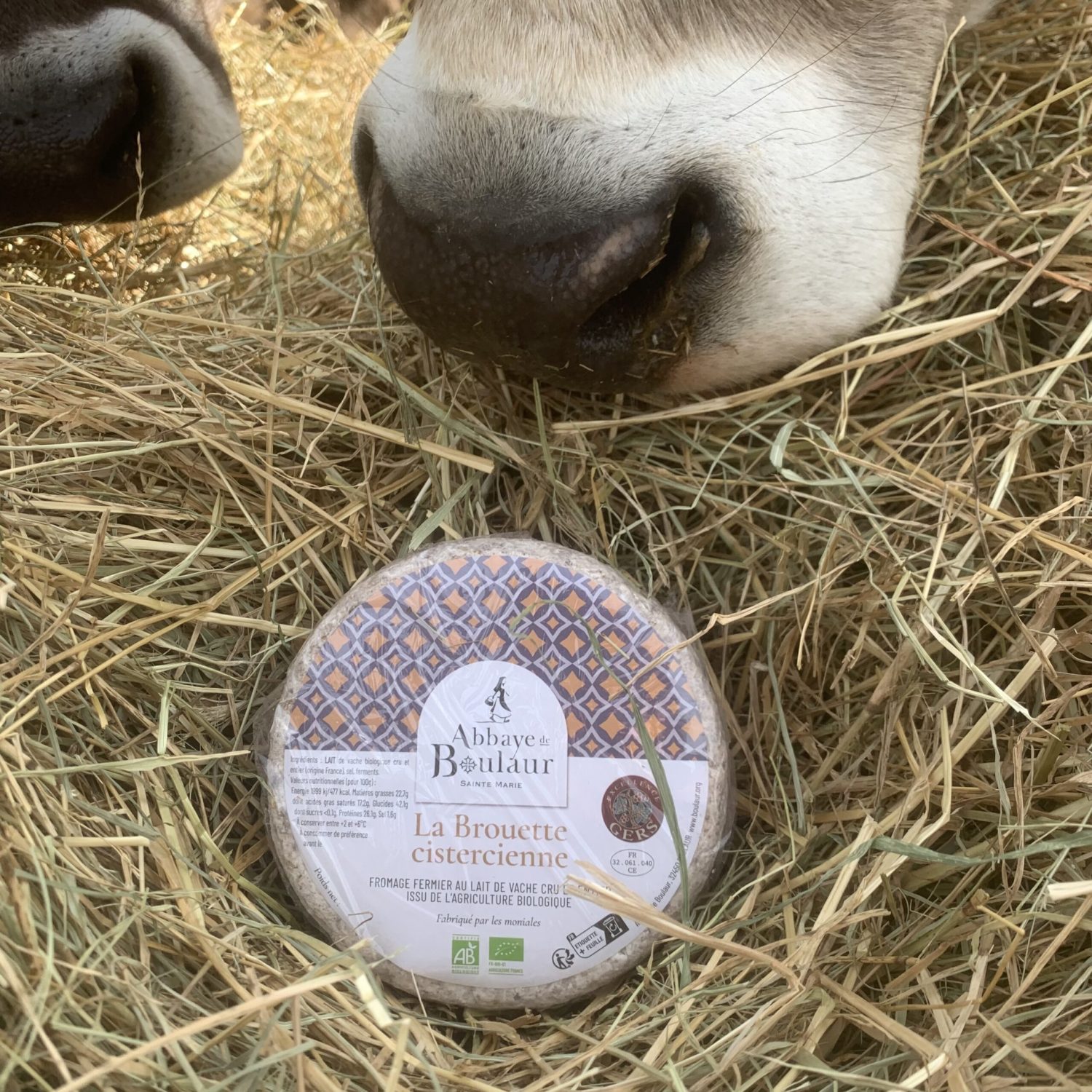 VACHE ET FROM